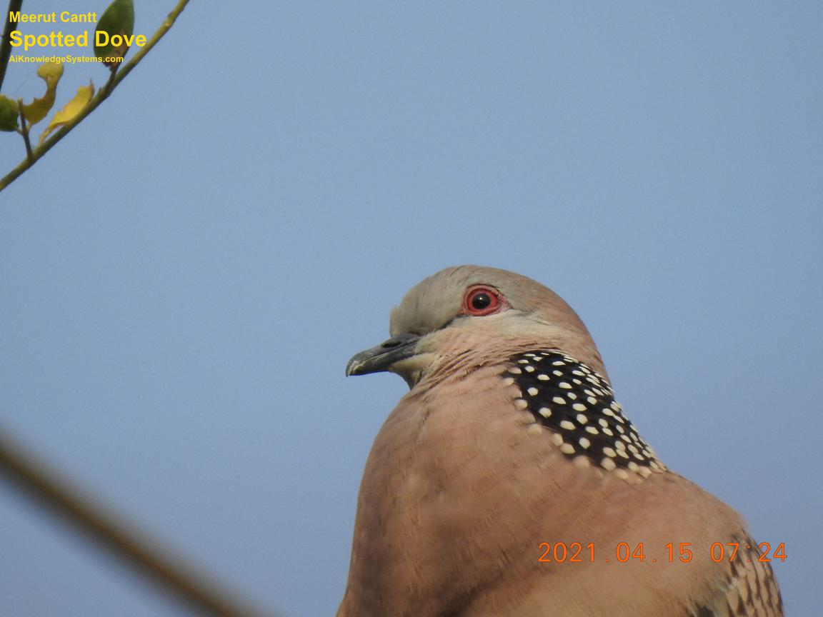 Dove Spotted (140) Coming Soon